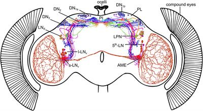 The Neuronal Circuit of the Dorsal Circadian Clock Neurons in Drosophila melanogaster